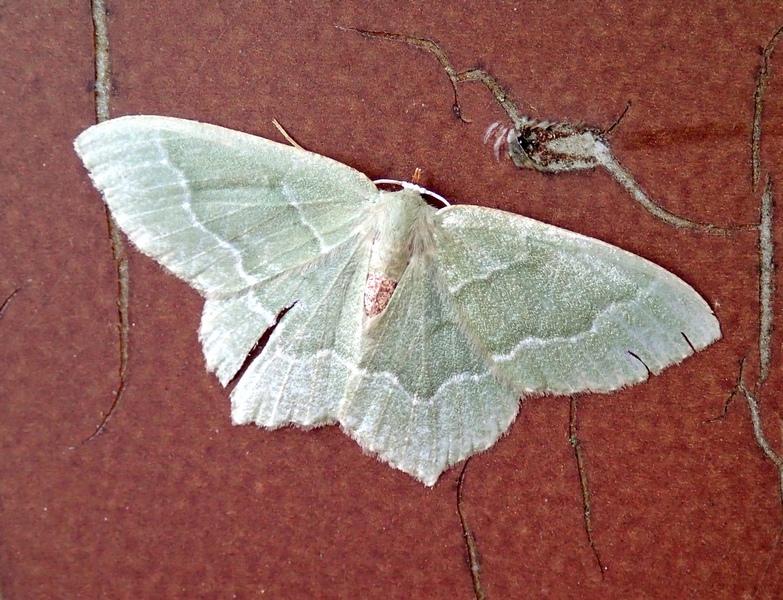 Geometridae da Id.